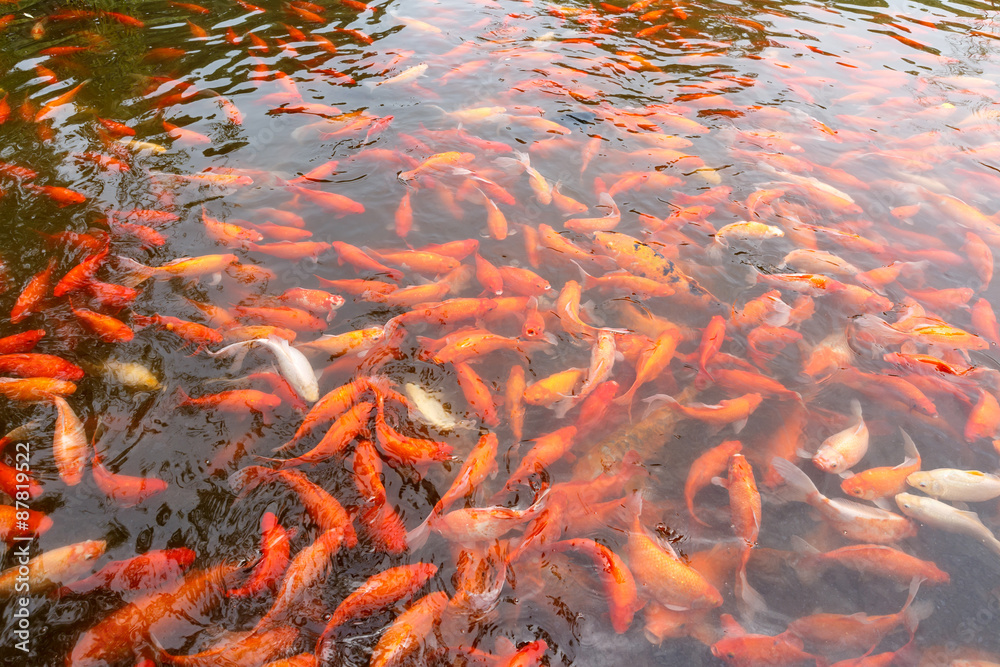 Carp fish swimming in the pond