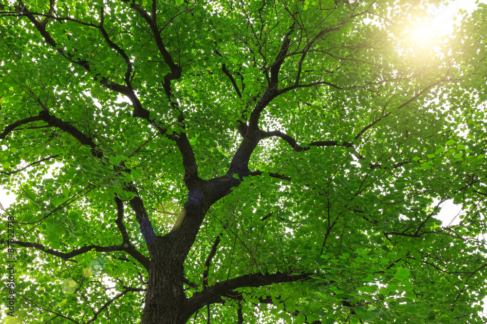 forest trees， nature green backgrounds