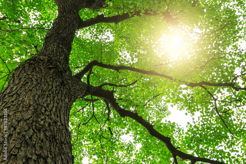 forest trees， nature green backgrounds