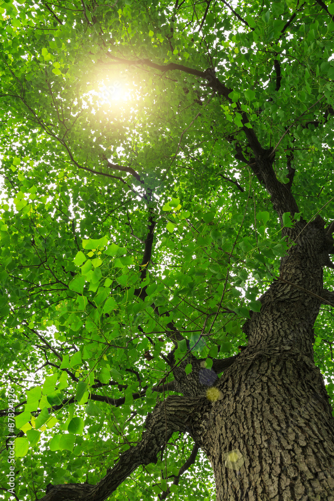 forest trees， nature green backgrounds