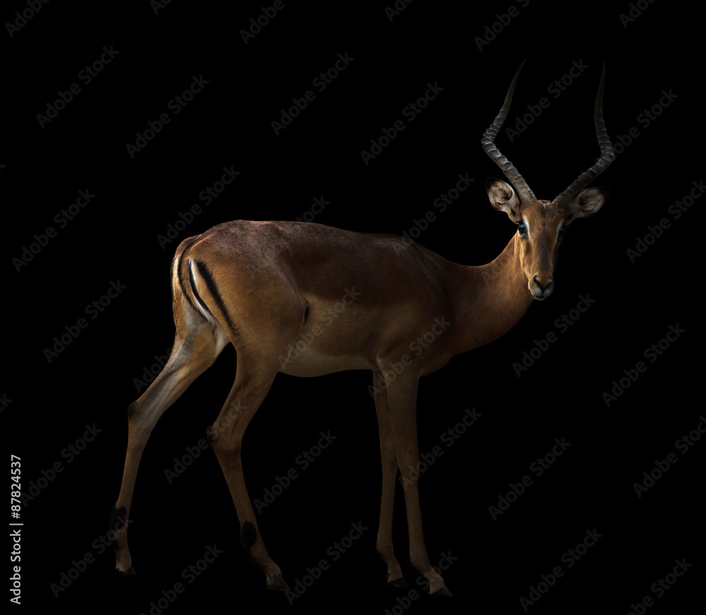 male impala in the dark