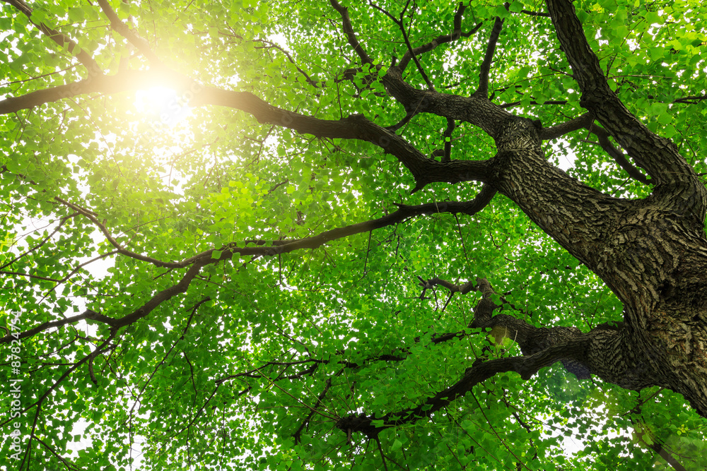 forest trees， nature green backgrounds