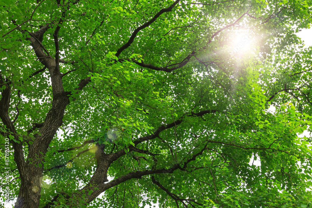 forest trees， nature green backgrounds