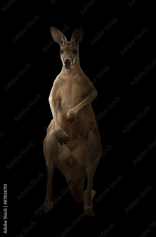 red kangaroo standing in the dark