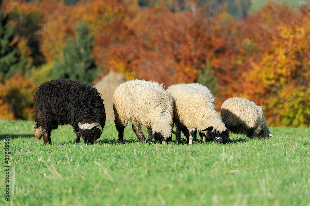 Flock sheep on a autumn field