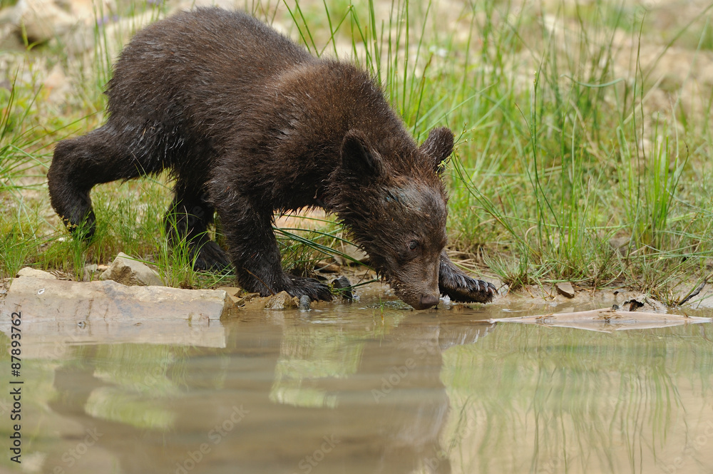 Brown bear cub