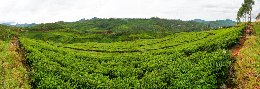 茶园全景蒙纳尔印度