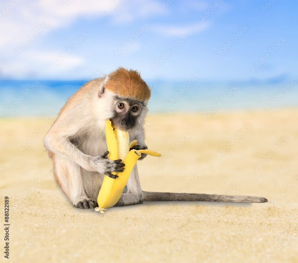 Monkey, Banana, Primate.