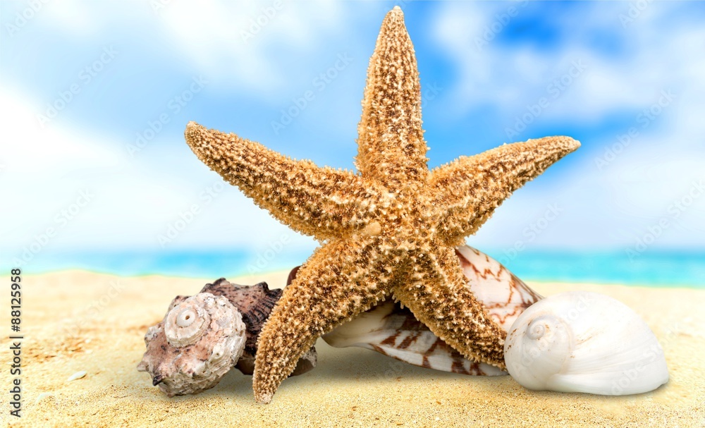 Starfish, isolated, sea life.