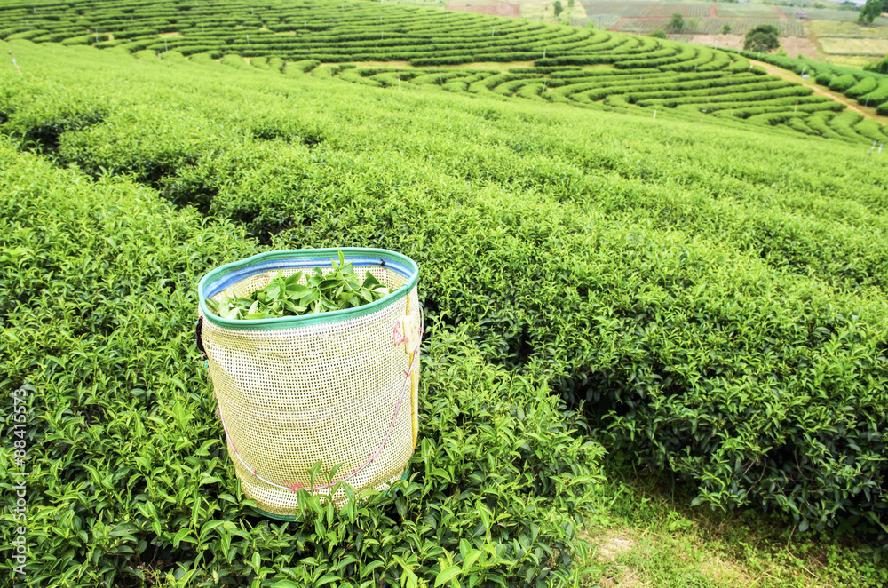 泰国绿茶种植园景观