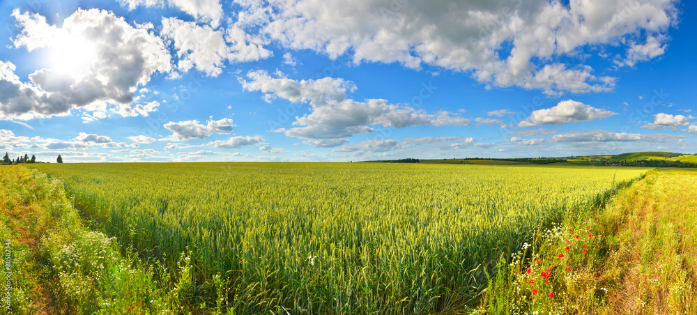 Field of green wheat in summer countryside