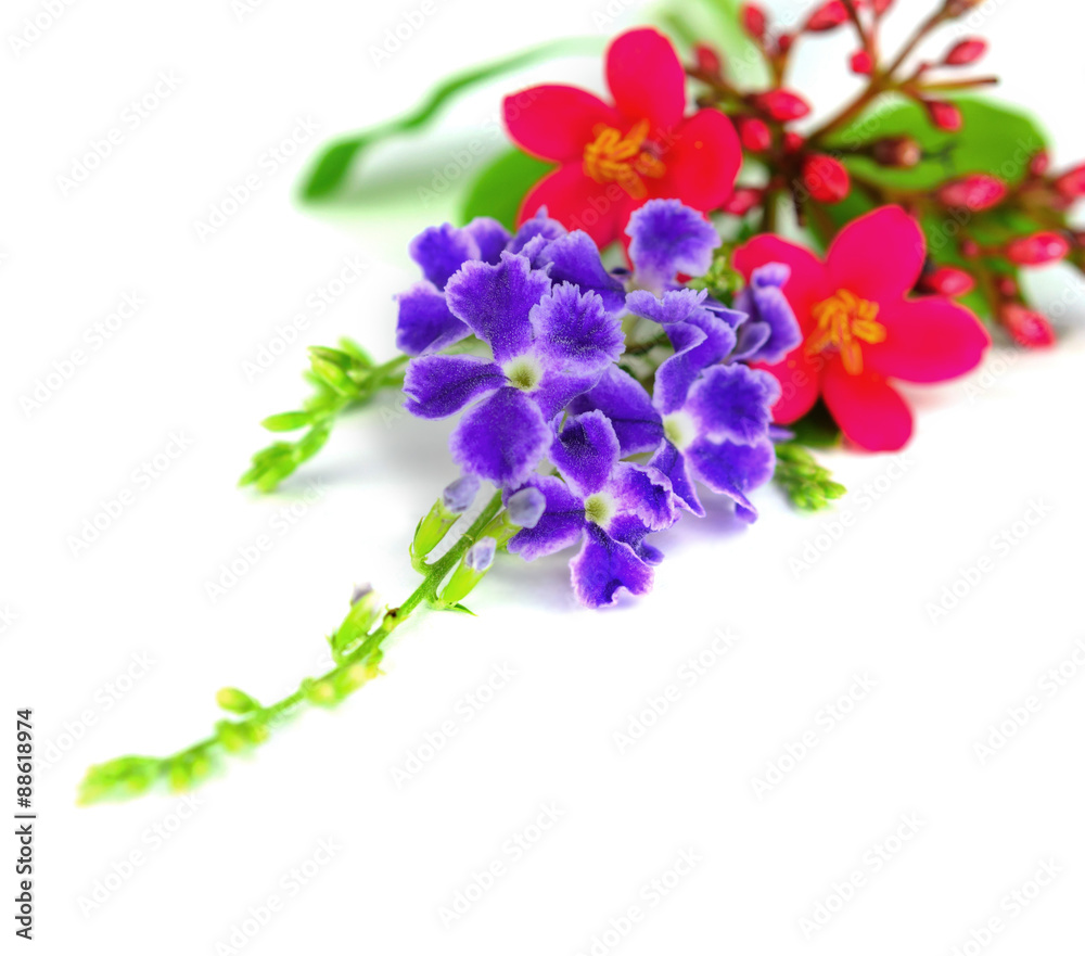  purple and red flowers. Isolated on white background