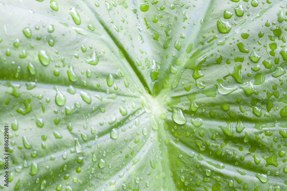 Water drops on a leaf  nature background.