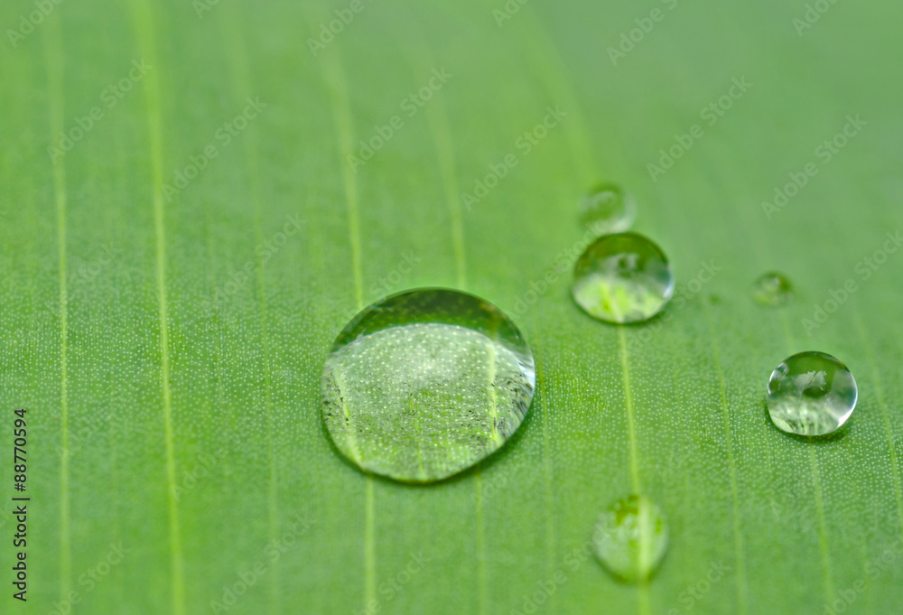 绿叶上的露珠