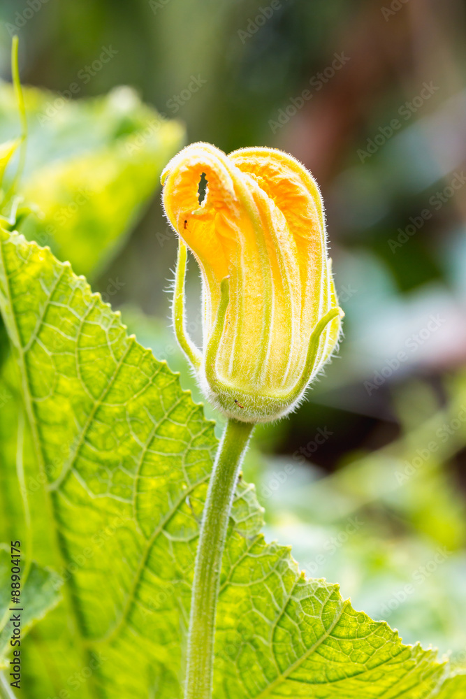 粉色雨百合花