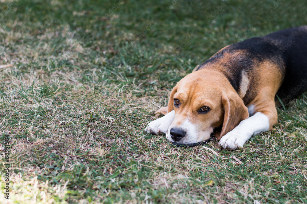 Beagle dog