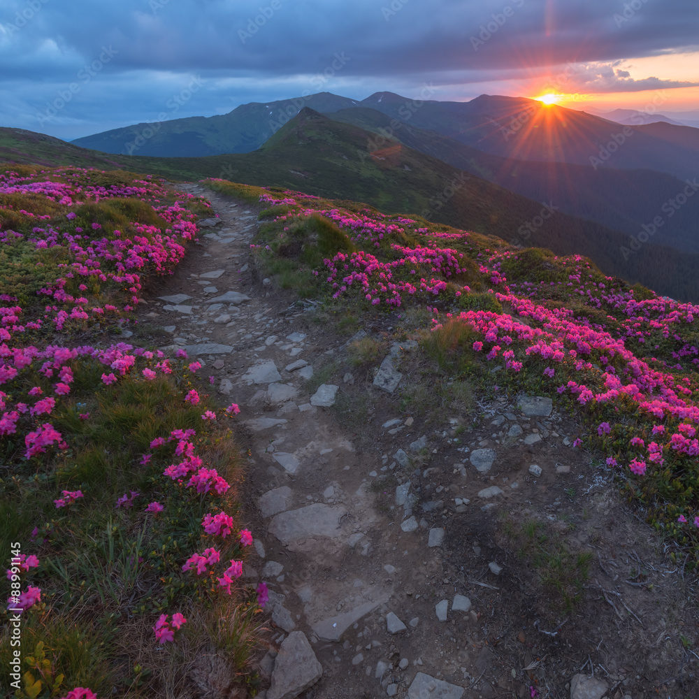 杜鹃花