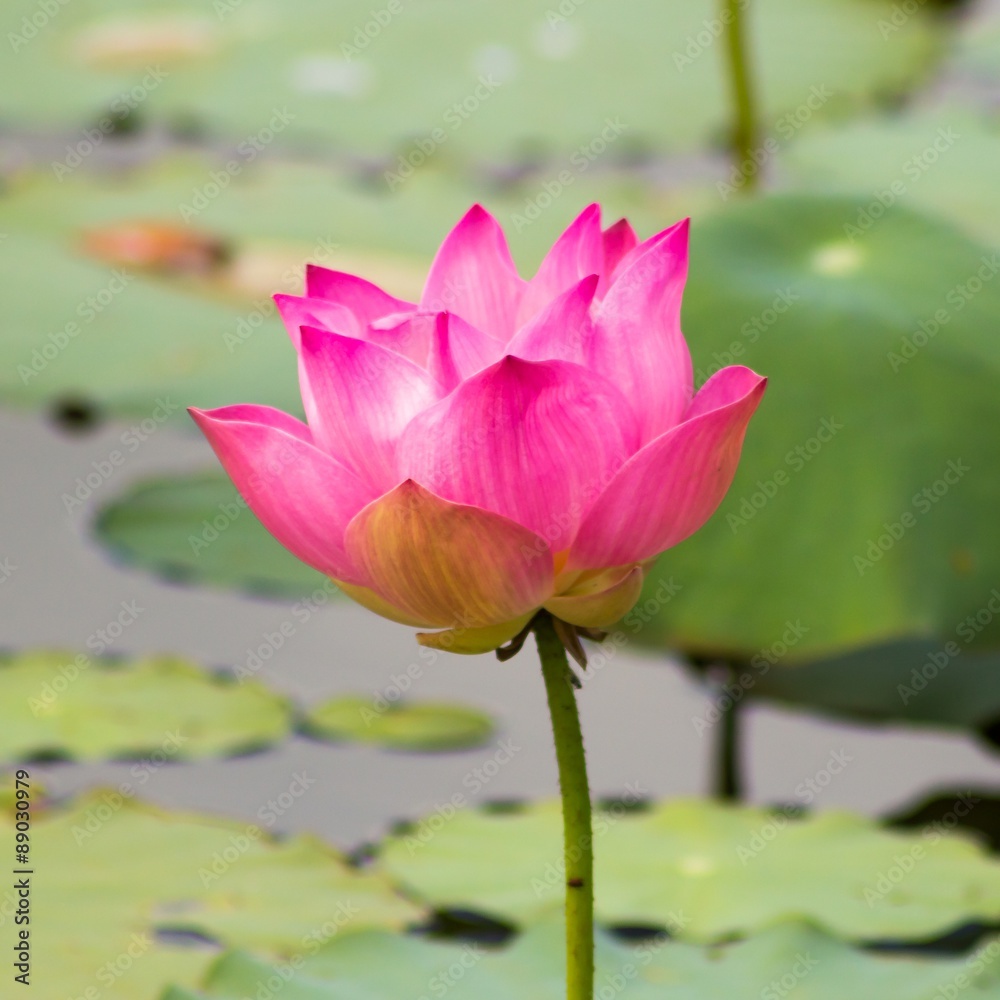 粉红莲花