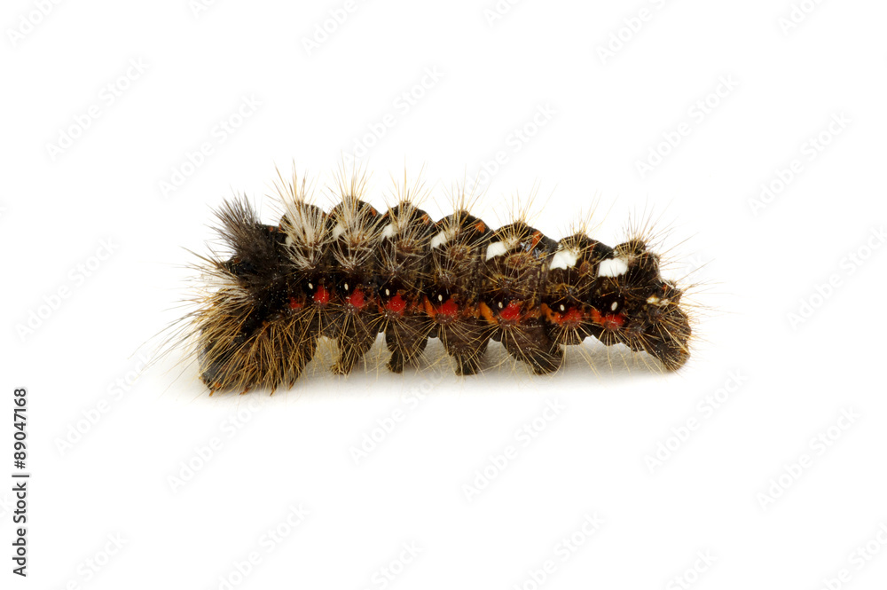  caterpillar