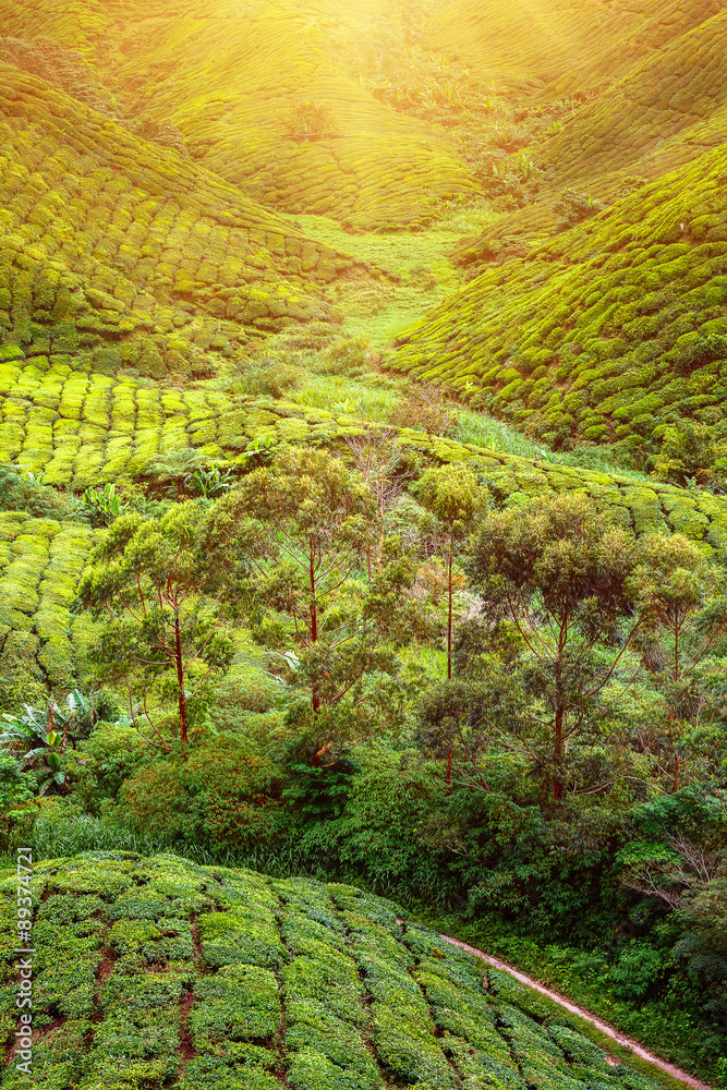 茶园。自然景观