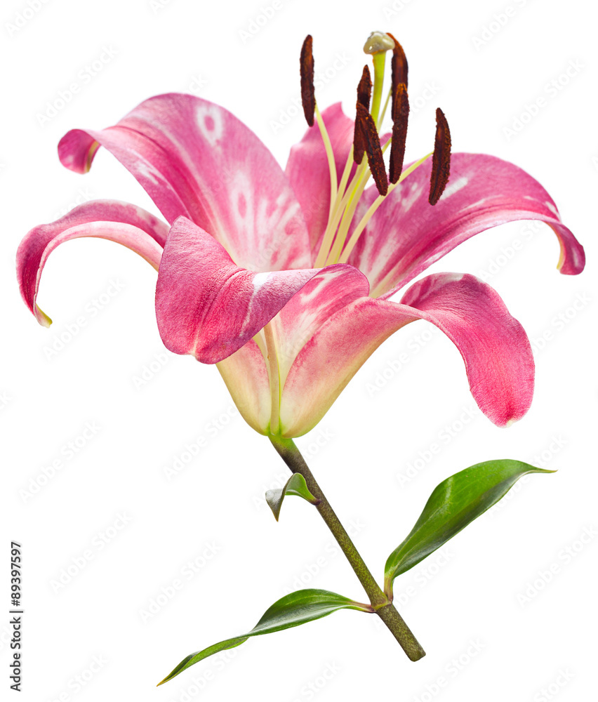 Pink lily flower head