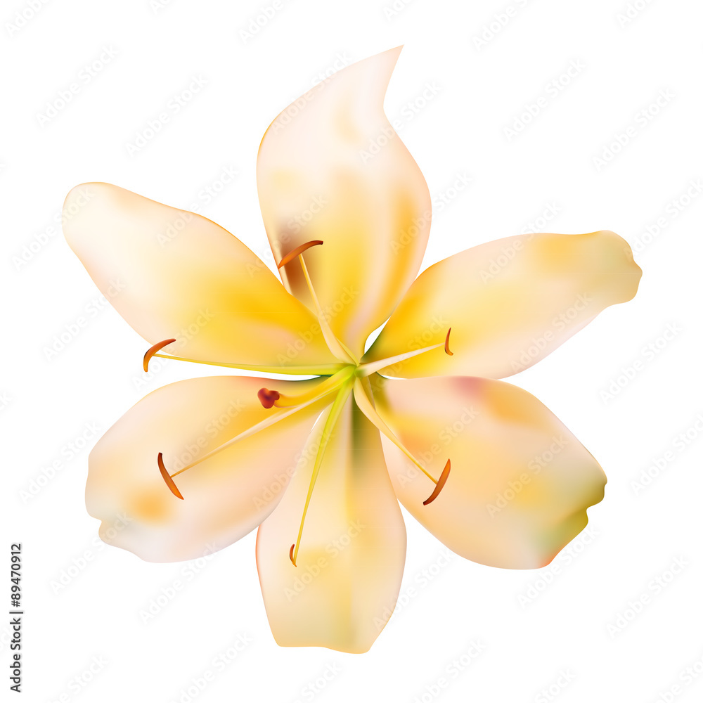 Orange Lily Vector Illustration