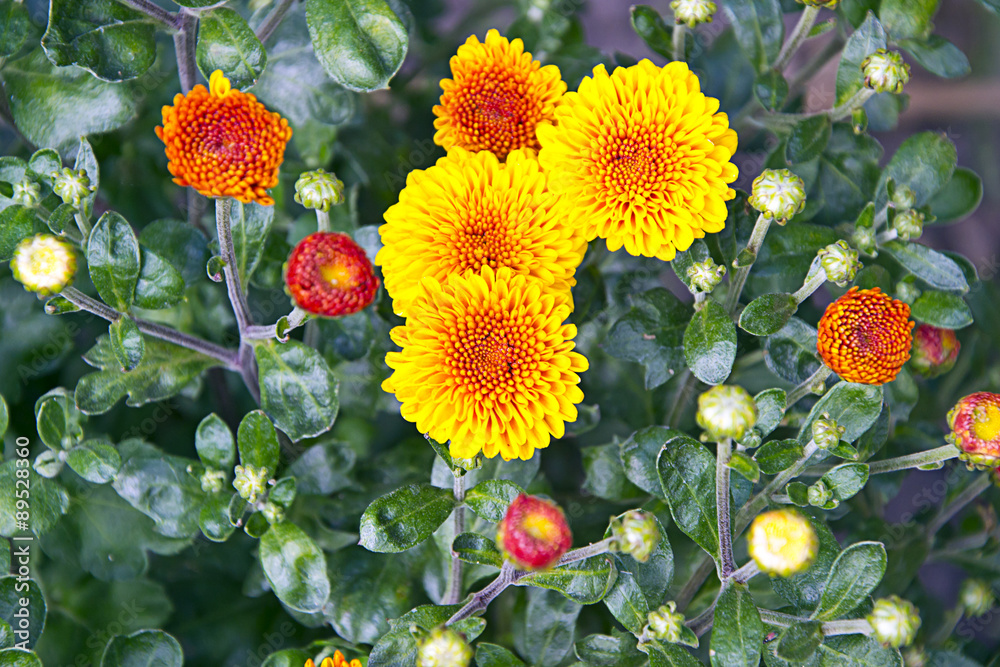 菊花黄花