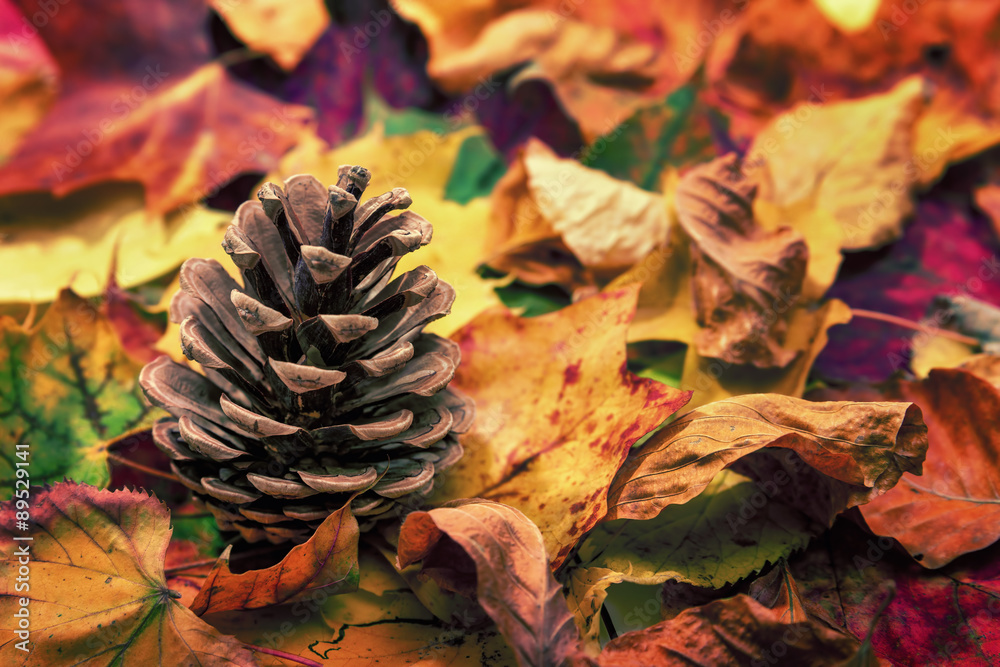 Tannenzapfen umgeben von Herbstfarben