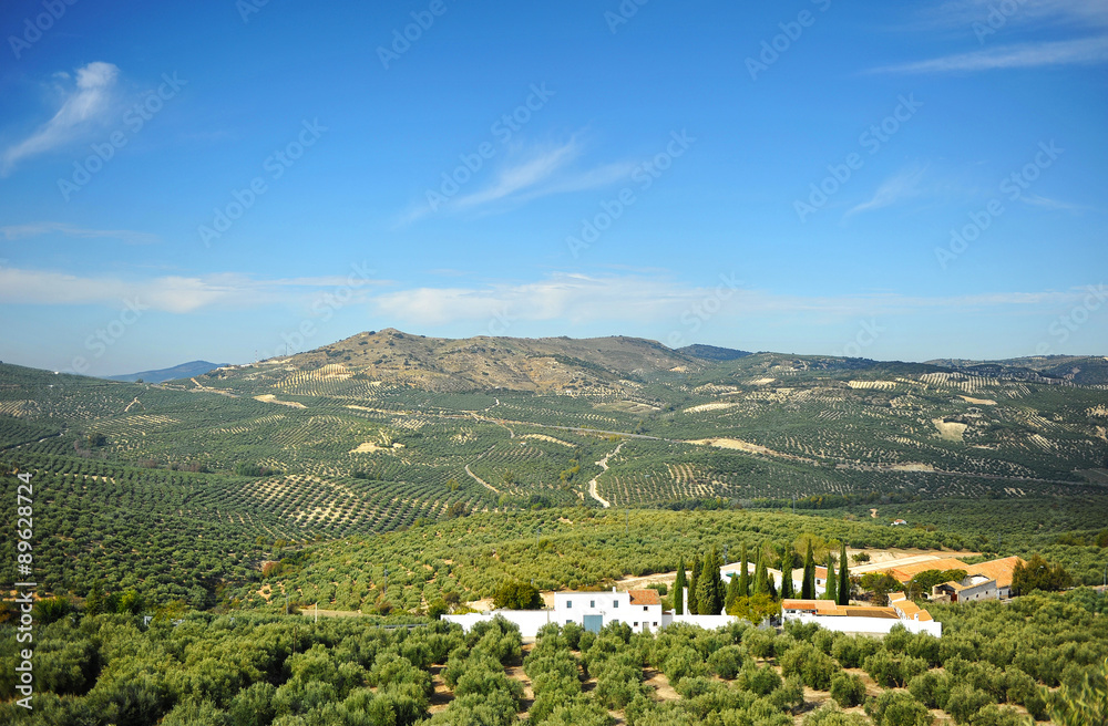 Parque Natural de la Subbética, olivares de Zuheros, provincia de Córdoba, Andalucía, España