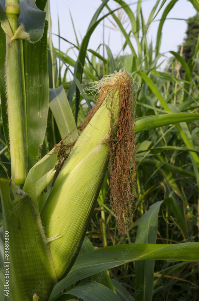 Corn ear on plant