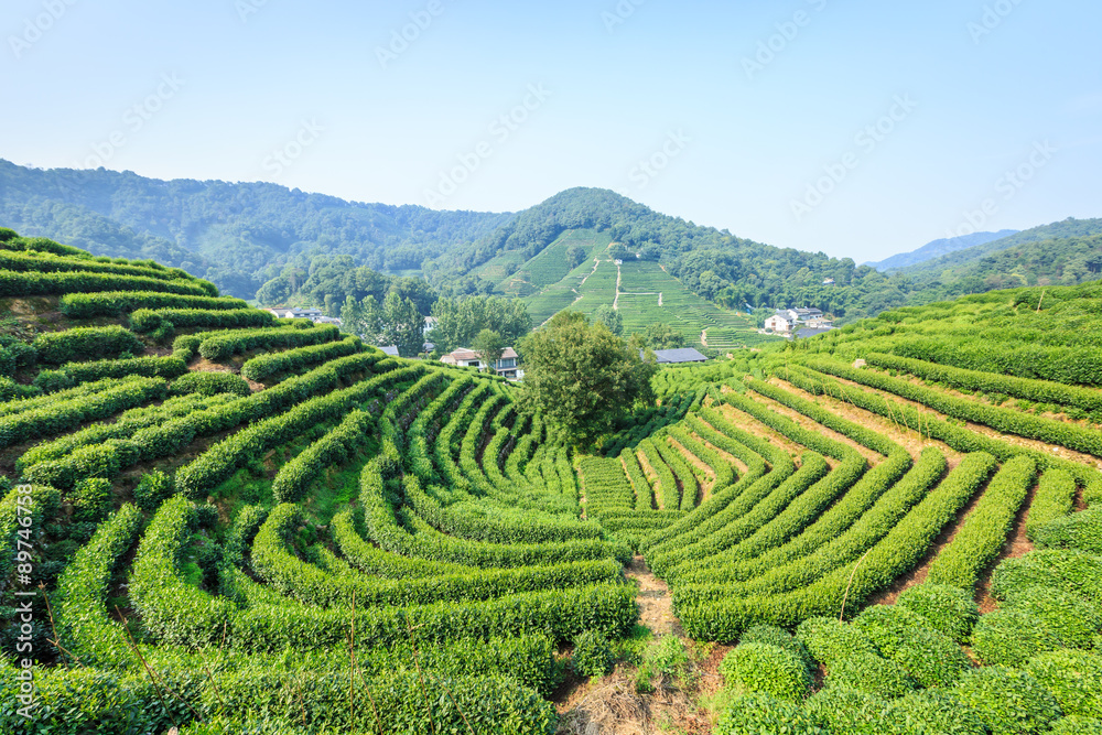 Tea Plantations