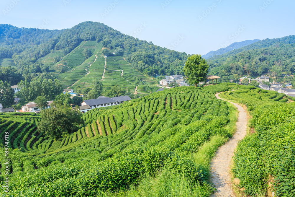 Tea Plantations