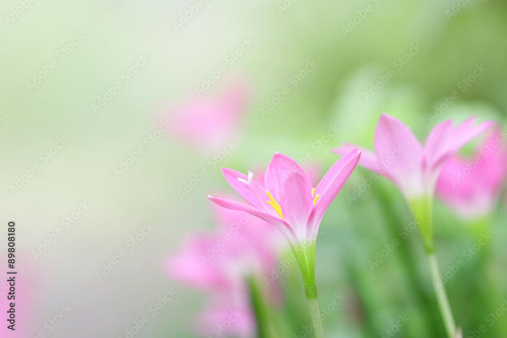 雨百合