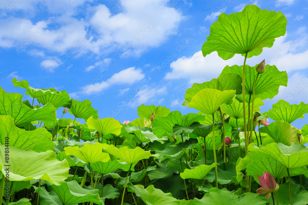 池塘里美丽的荷叶背景