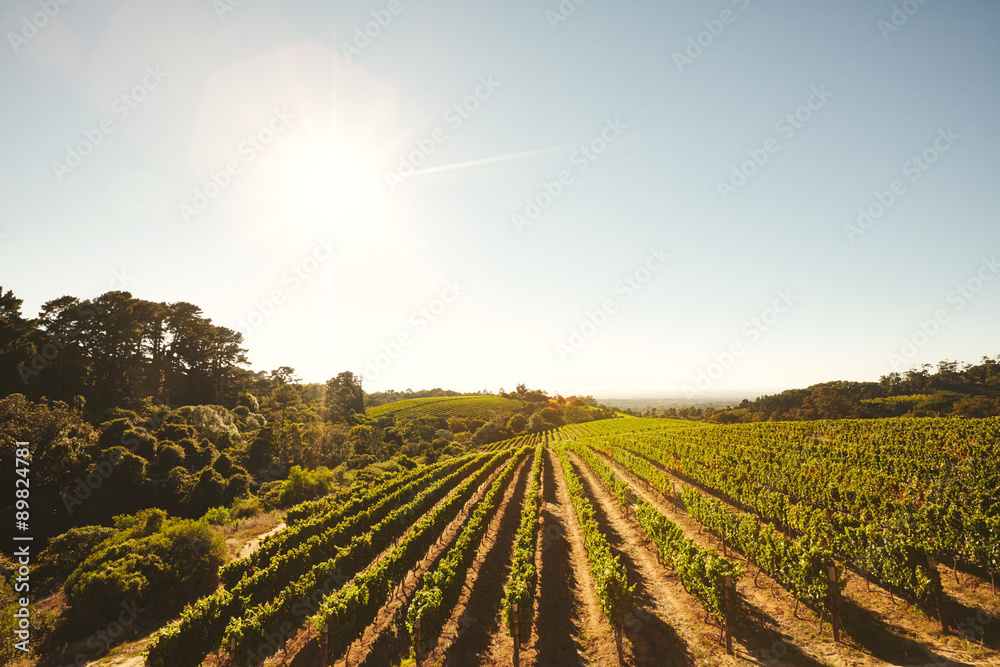 Grape cultivation for winery