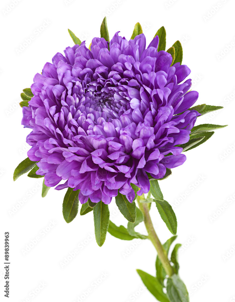 Aster flower head