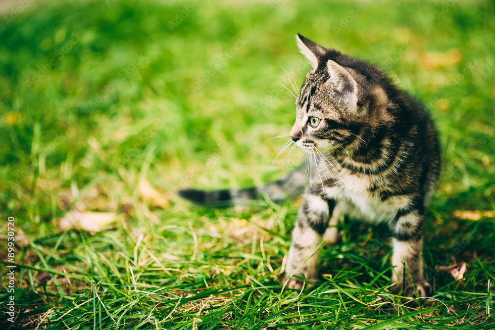 顽皮可爱的Tabby灰猫小猫小猫坐在草地上