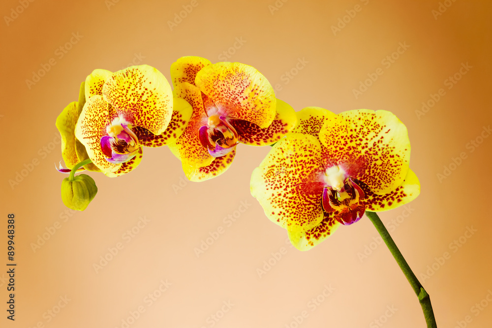 Orchid