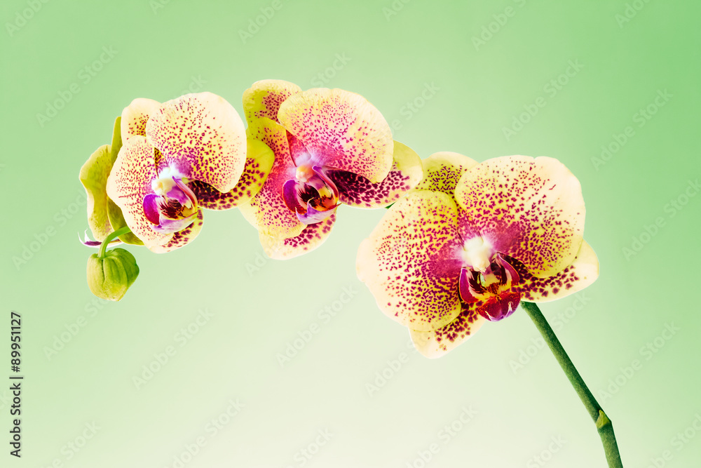 Orchid