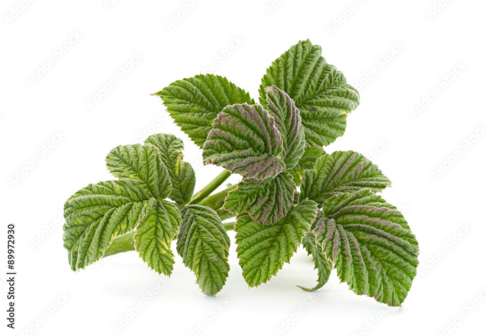 Raspberry leaf closeup