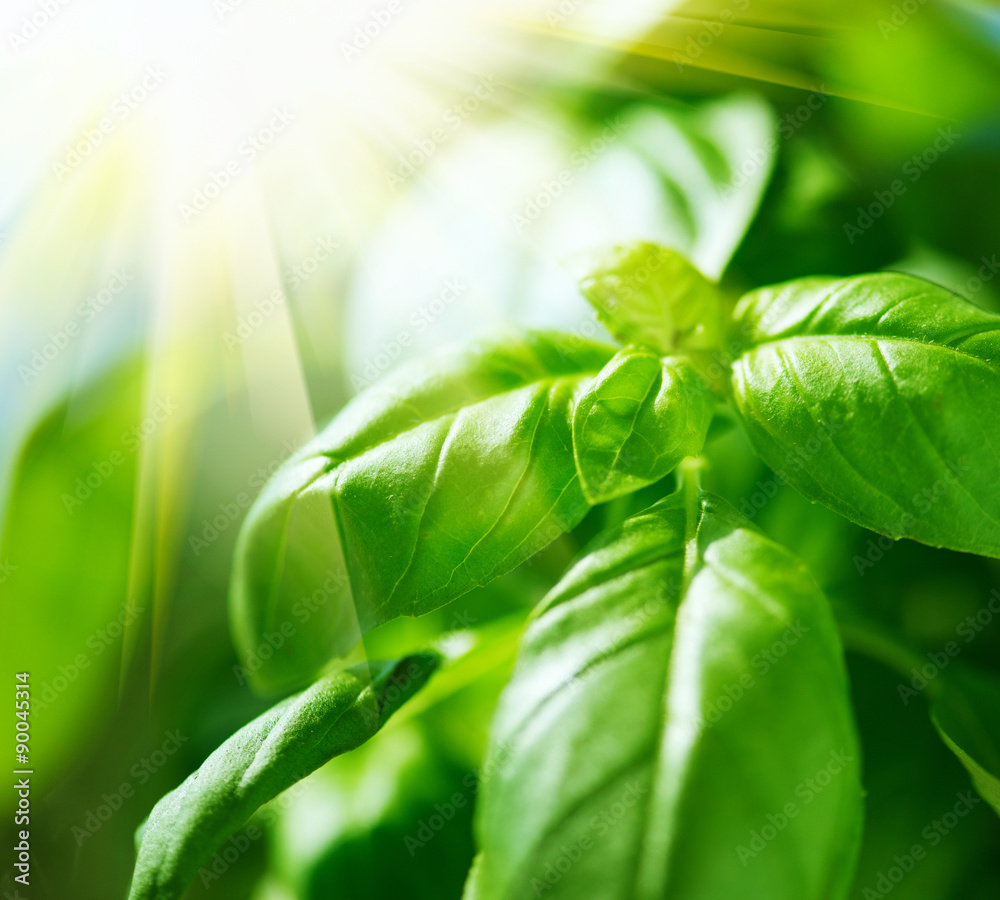 Closeup of fresh basil leaves. Green flavoring outdoor. Basil in sunlight