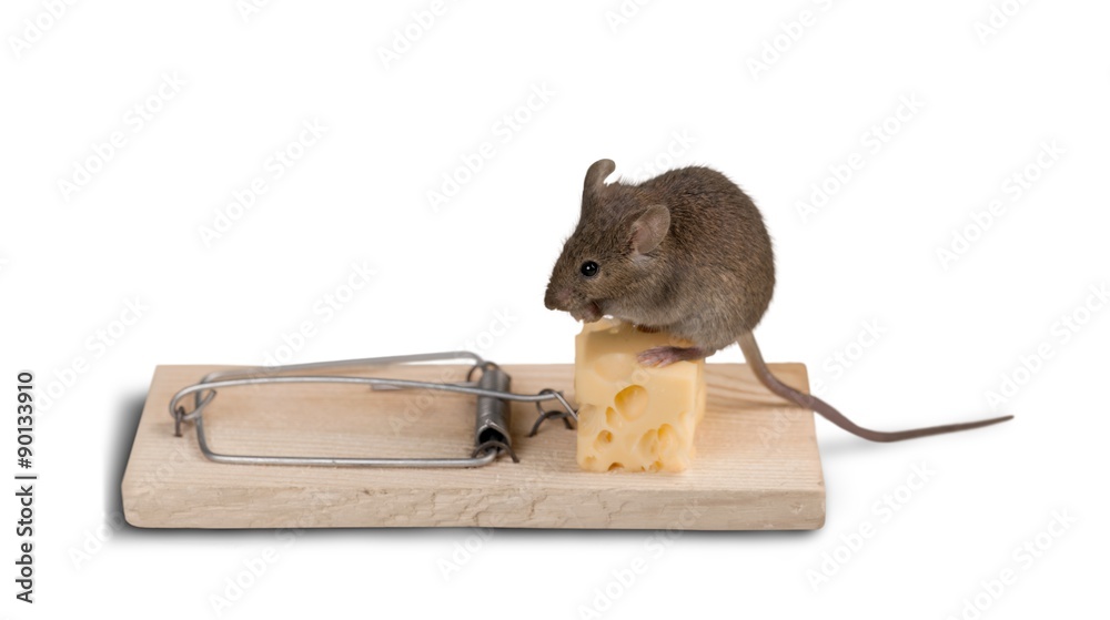 Mouse and Risk.