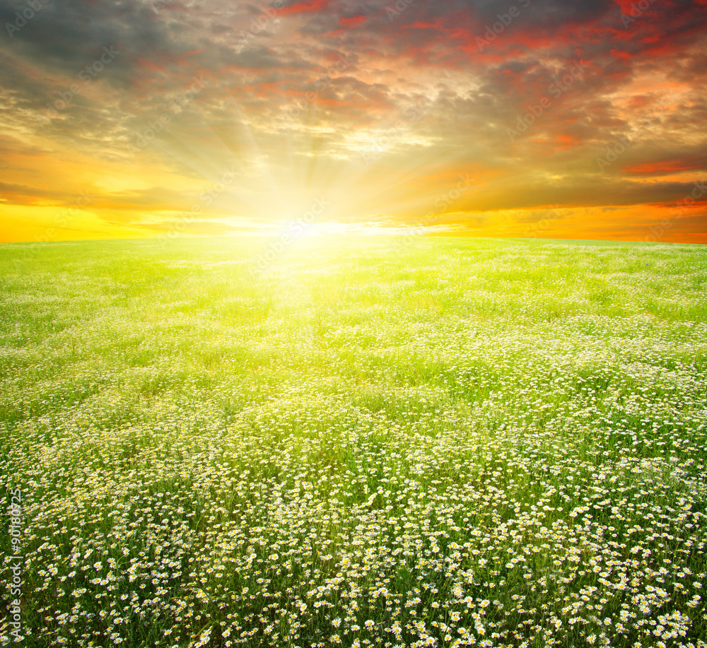  daisy flowers