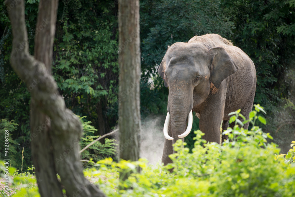 elephant in forest