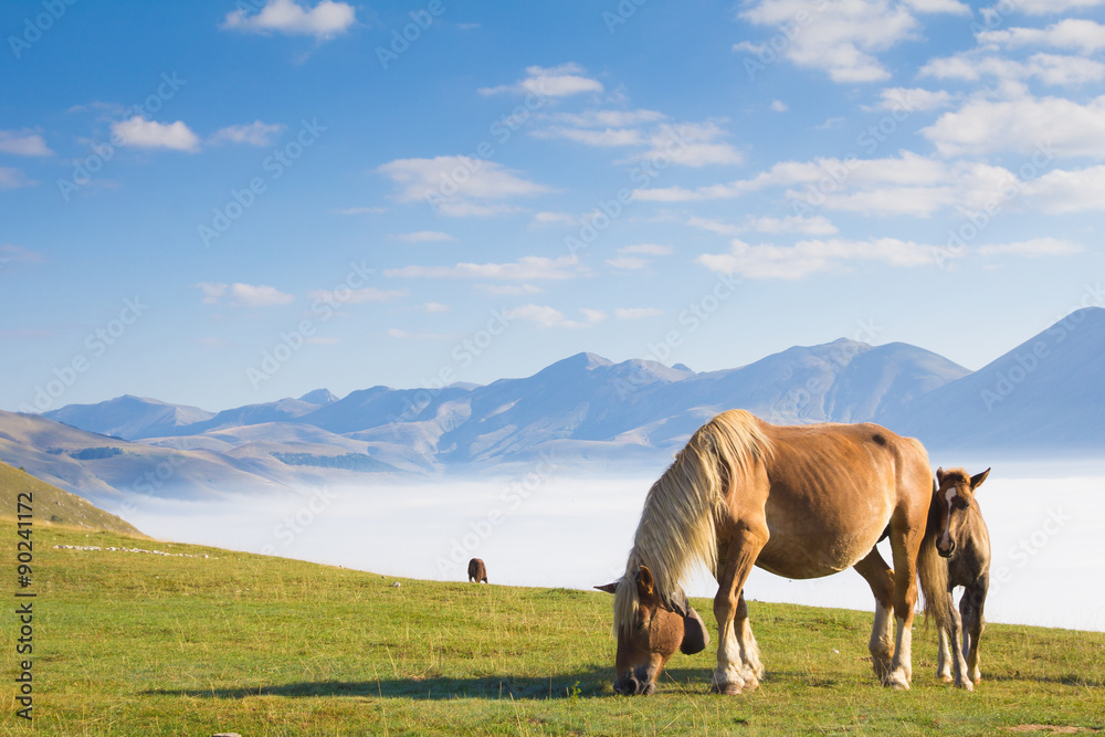 Cavalli al pascolo nel parco con la nebbia