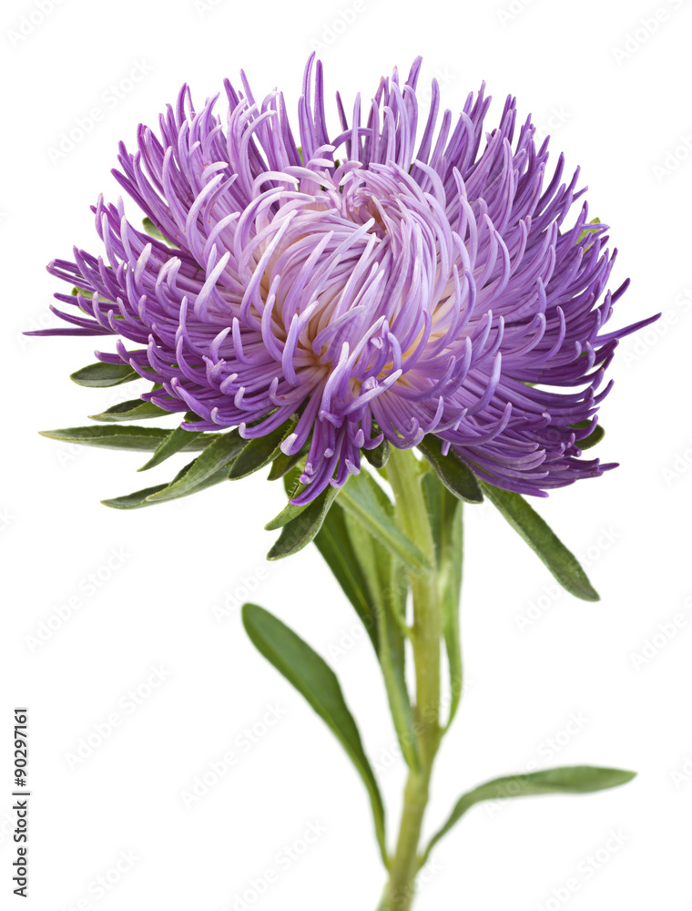 Aster flower head