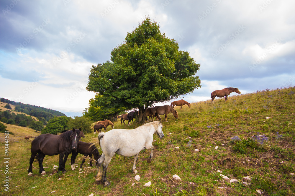 Cavalli al pascolo sotto un grande albero