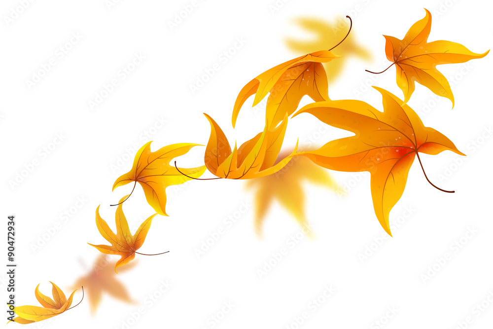 Autumn maple leaves falling and spinning isolated on white