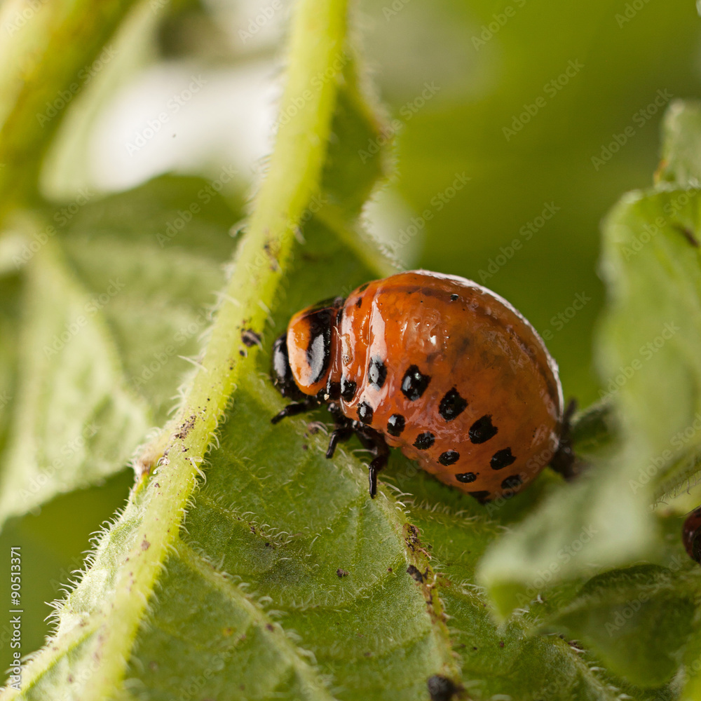 Colorado beetle macro