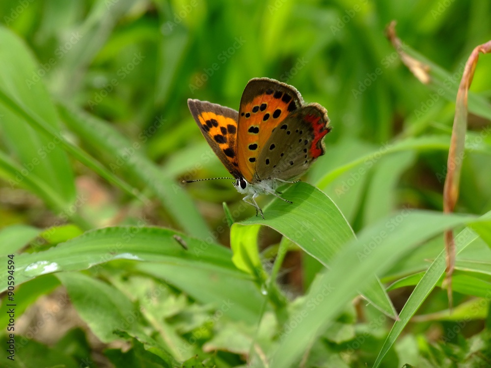 little butterfly in the meadows